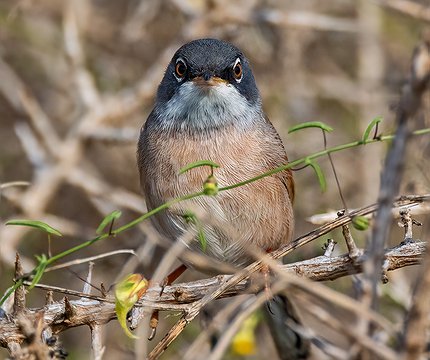 Brillengraßmücke / Curruca tomillera