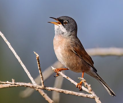 Brillengraßmücke / Curruca tomillera