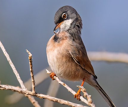 Brillengraßmücke / Curruca tomillera