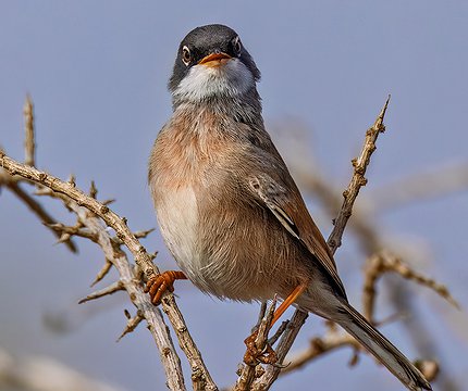 Brillengraßmücke / Curruca tomillera