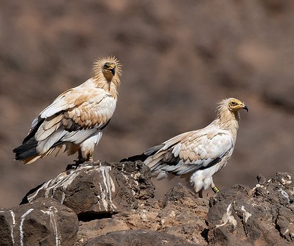 Kanarischer Schmutzgeier
