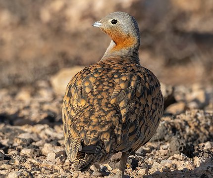 Sandflughuhn (Männchen)