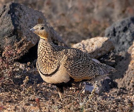 Sandflughuhn (Weibchen)