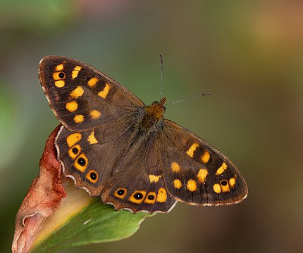 Kanaren-Waldbrettspiel