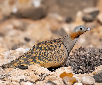 Sandflughuhn (Männchen)
