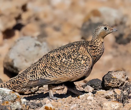 Sandflughuhn (Weibchen)