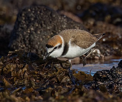 Seeregenpfeifer (Charadrius alexandrinus)