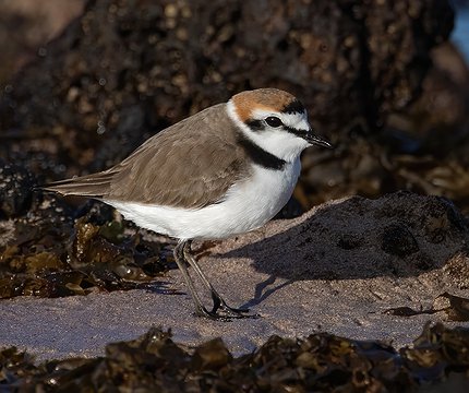Seeregenpfeifer (Charadrius alexandrinus)