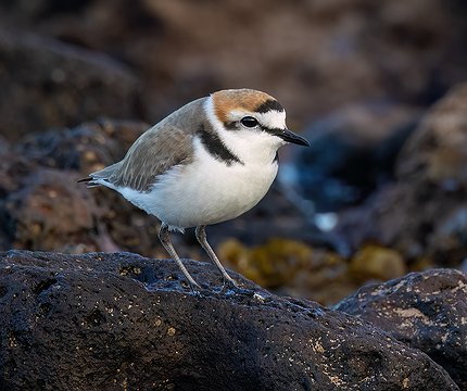 Seeregenpfeifer (Charadrius alexandrinus)