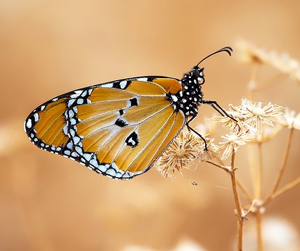 Kleiner Monarch (Danaus chrysippus)