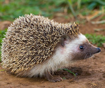 Algerischer Igel (Atelerix algirus) Erizo moruno