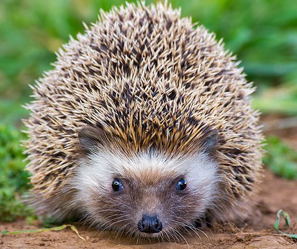 Algerischer Igel (Atelerix algirus) Erizo moruno II