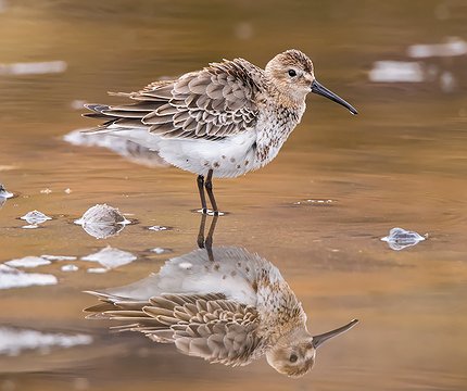 Alpenstrandläufer (Calidris alpina)