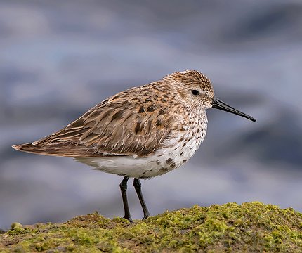 Alpenstrandläufer (Calidris alpina)