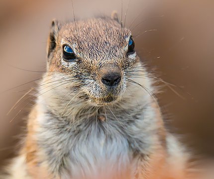 Atlasshörnchen (Atlantoxerus getulus) ardilla moruna III