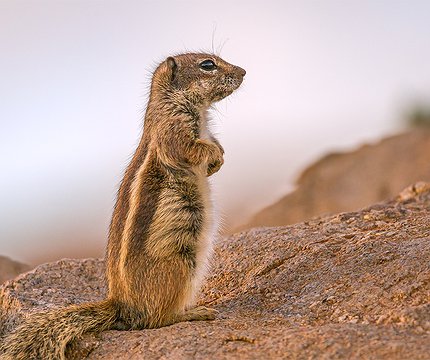 Atlasshörnchen (Atlantoxerus getulus) ardilla moruna