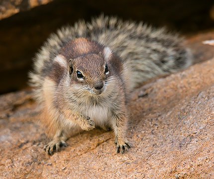 Atlasshörnchen (Atlantoxerus getulus) ardilla moruna II