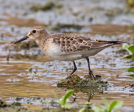 Bairdstrandläufer (Calidris bairdii)