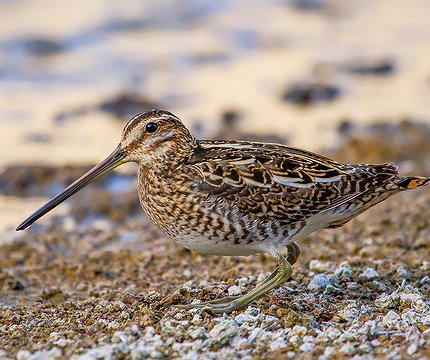 Bekassine (Gallinago gallinago) 02