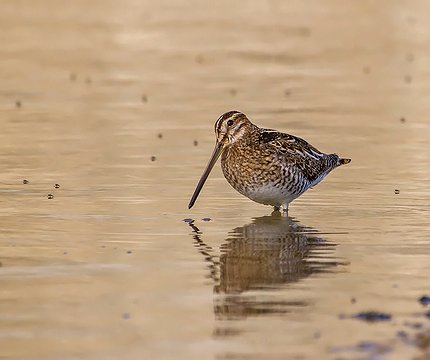 Bekassine (Gallinago gallinago) 01