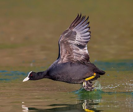 Blässhuhn (Fulica atra)
