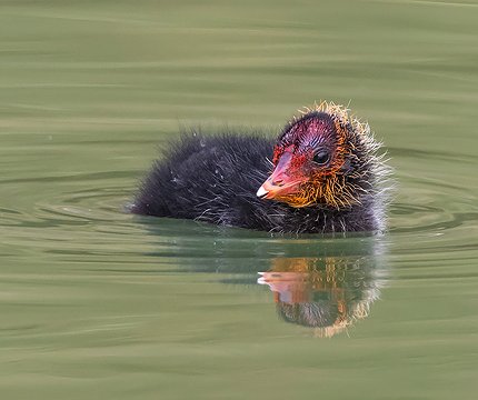 Blässhuhn-Küken (Fulica atra)
