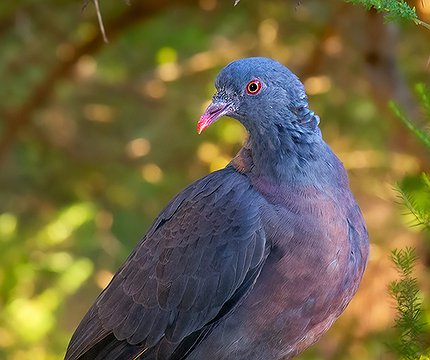 Bolles Lorbeertaube (Columba bollii)