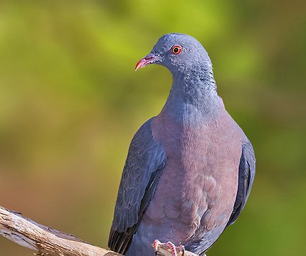 Bolles Lorbeertaube (Columba bollii) 01