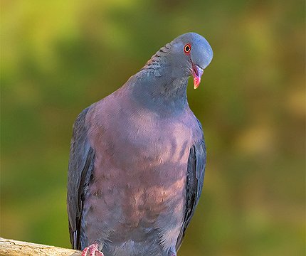 Bolles Lorbeertaube (Columba bollii) 02