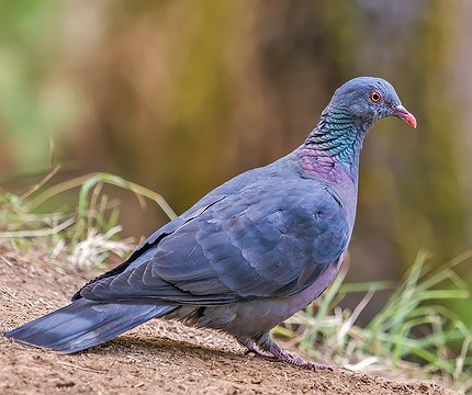 Bolles Lorbeertaube (Columba bollii) 03