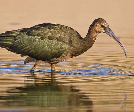 Brauner Sichler (Plegadis falcinellus) 02