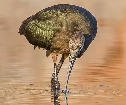 Brauner Sichler (Plegadis falcinellus) 01