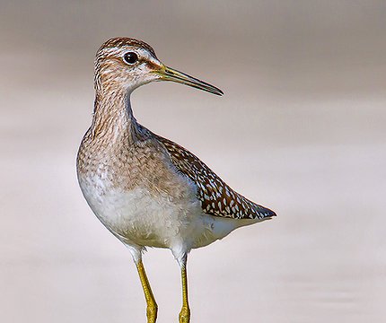 Bruchwasserläufer (Tringa glareola) 01