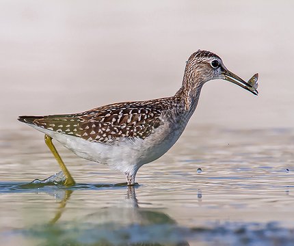 Bruchwasserläufer (Tringa glareola) 02
