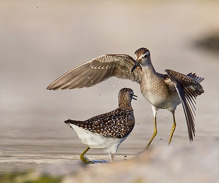 Bruchwasserläufer (Tringa glareola) 03
