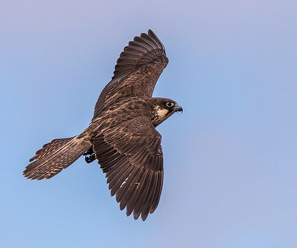 Eleonorenfalke (Falco eleonorae)