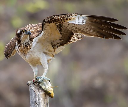 Fischadler (Pandion haliaetus)