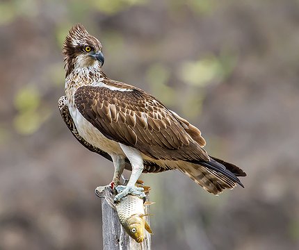 Fischadler (Pandion haliaetus)