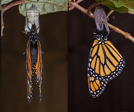 Entwicklung eines Monarchfalter (Danaus plexippus) Desarrollo de una mariposa monarca