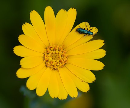 Flora im Lorbeerwald 06