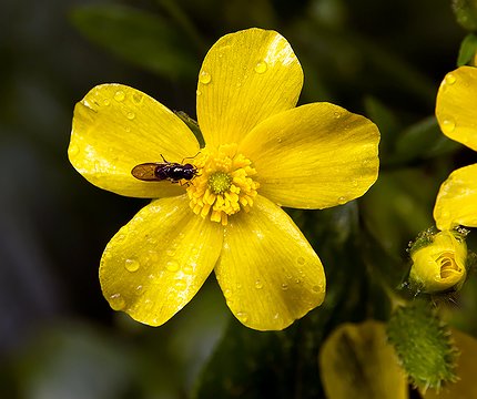 Flora im Lorbeerwald