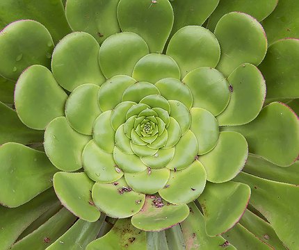 Flora im Lorbeerwald