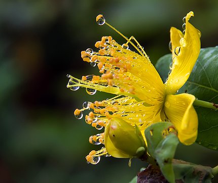 Flora im Lorbeerwald
