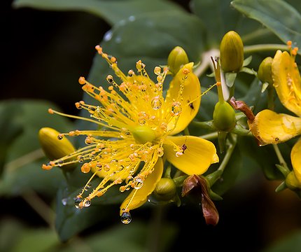 Flora im Lorbeerwald