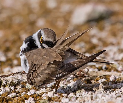 Flussregenpfeifer (Charadrius dubius) 02
