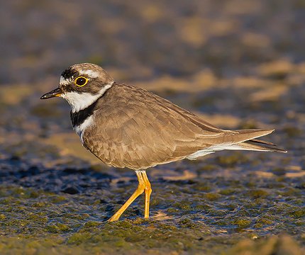 Flussregenpfeifer (Charadrius dubius) 01