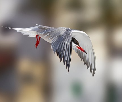 Flussseeschwalbe (Sterna hirundo)
