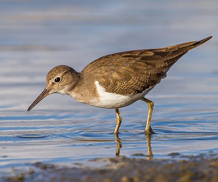 Flussuferläufer (Actitis hypoleucos) 01