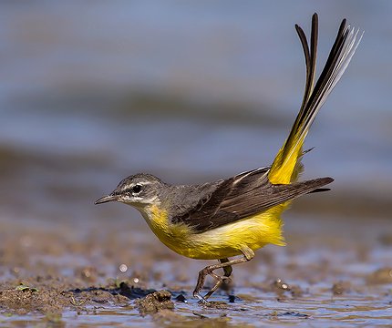 Gebirgsstelze (Motacilla cinerea)