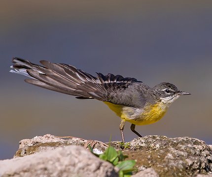 Gebirgsstelze (Motacilla cinerea)
